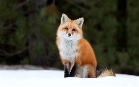 FoxTalks