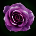 PurpleRose244