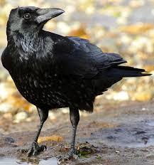 Corvid