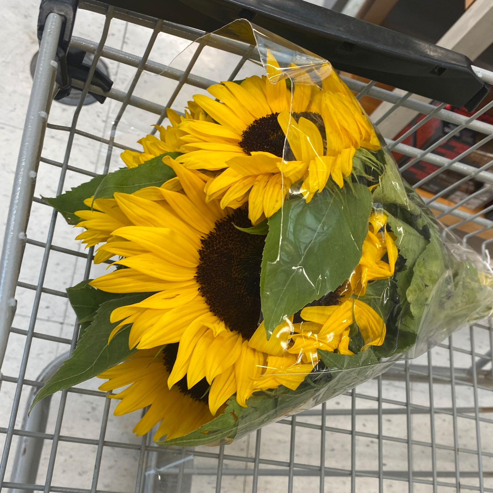 Avril/Brooklynn/Jupiter