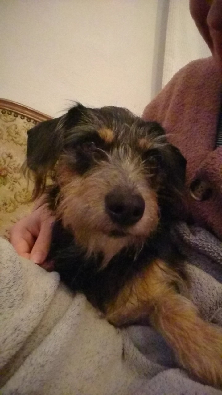 Tyci