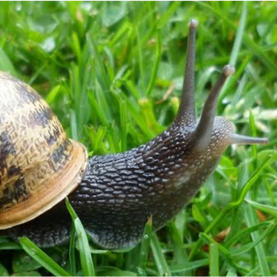 Snail/sammy