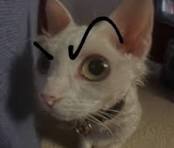Mel