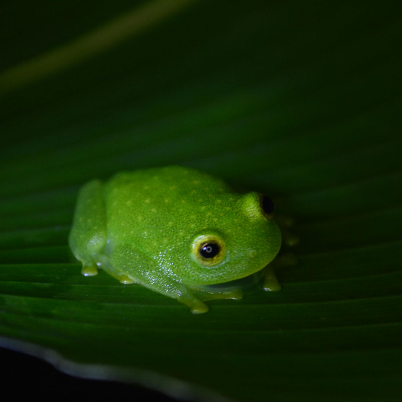 PricklyFroglet