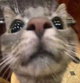 SillyCat