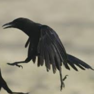 Crow Dance