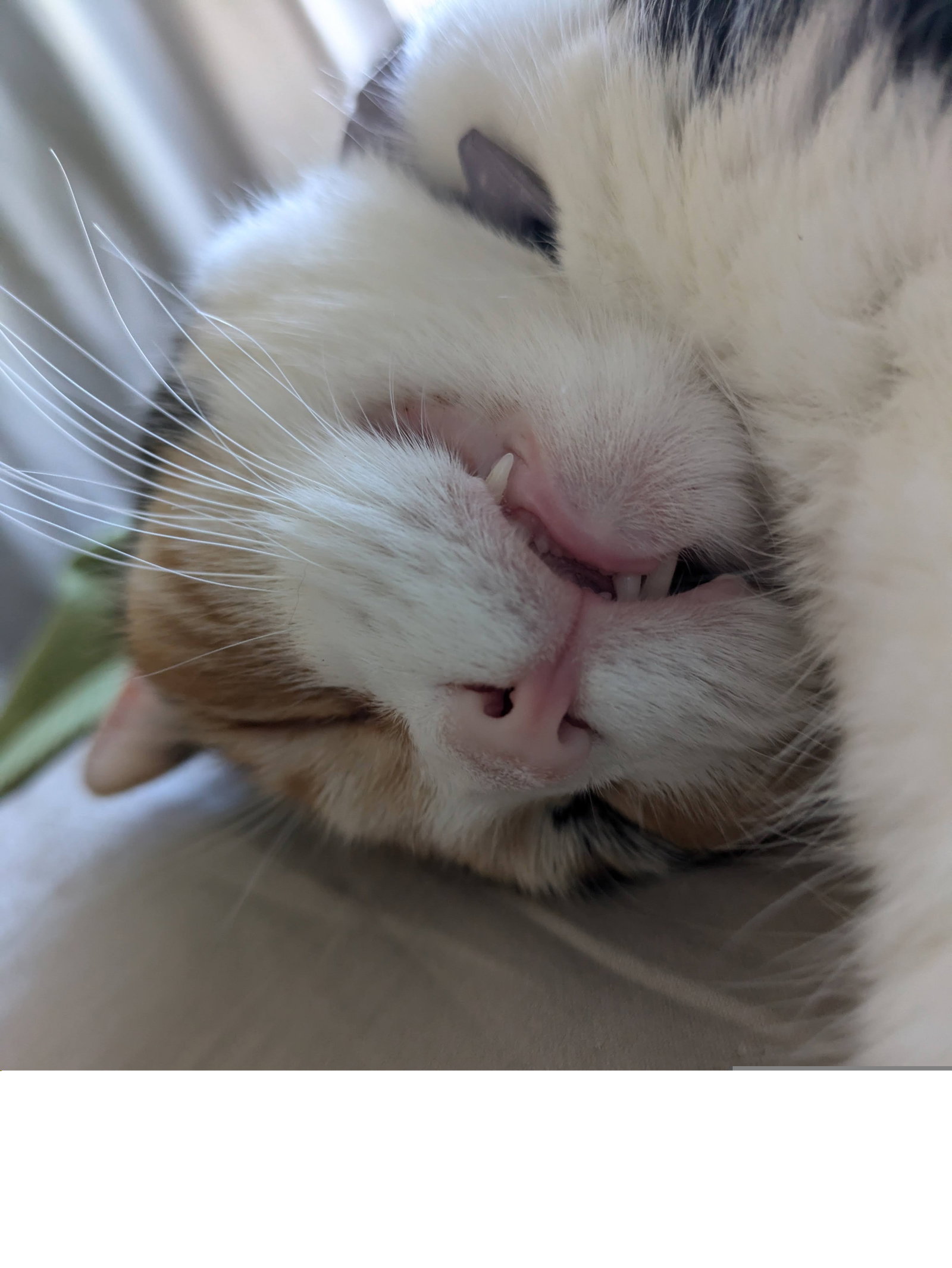Spunky