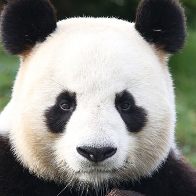 Pandarafa