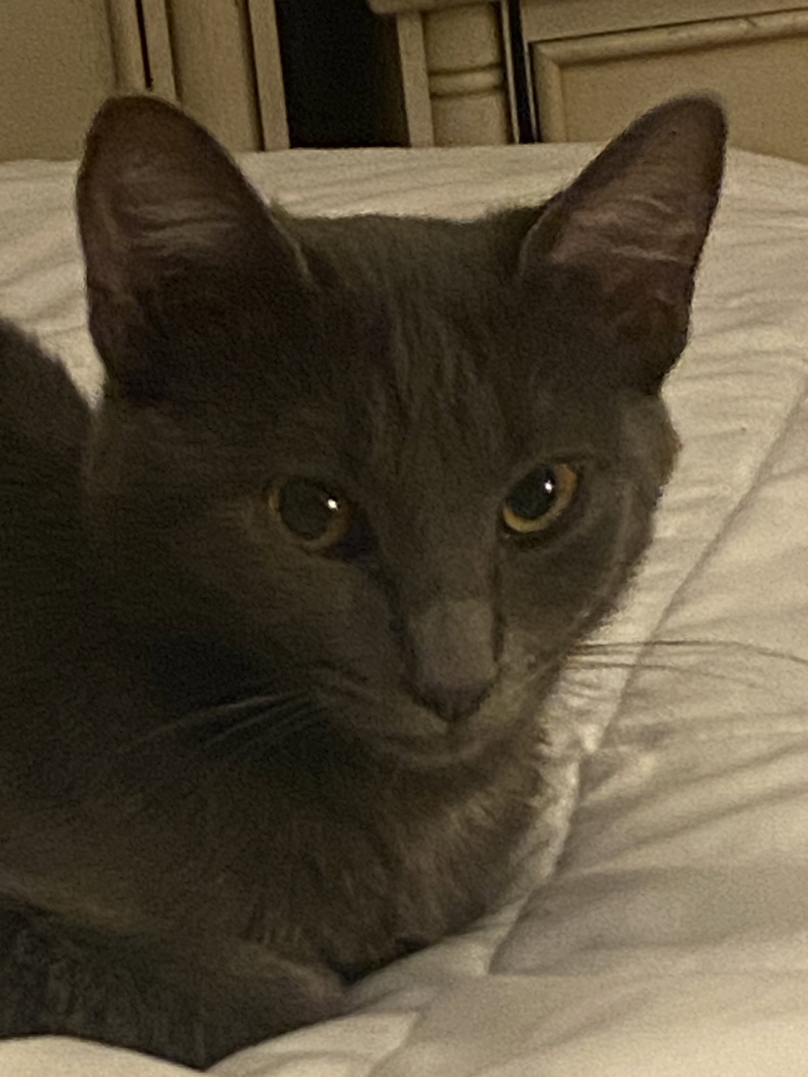 Dixie