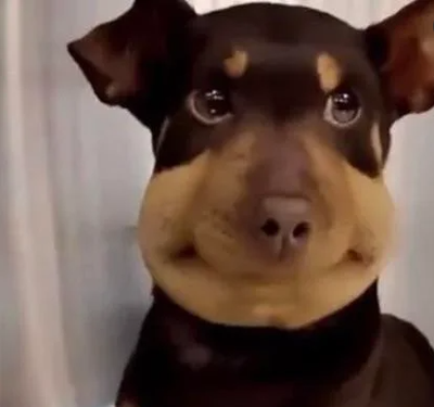 Figglebottom