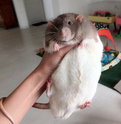 BigSin
