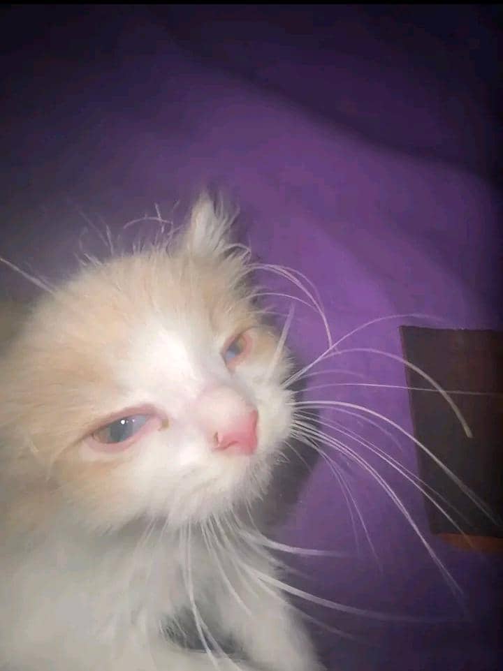 Reiny