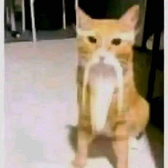 misc