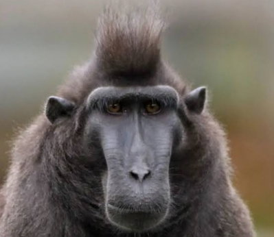Monkethegreat