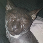 tia