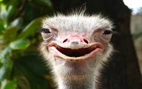 ostrich