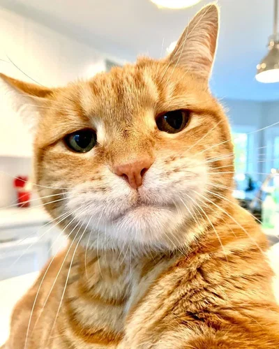 Cheeto