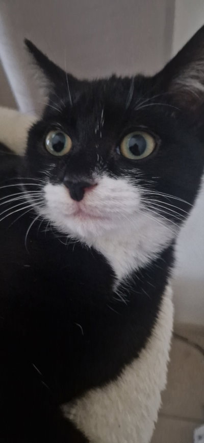 luna