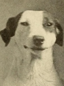 voldesa