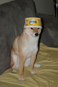 Bingus