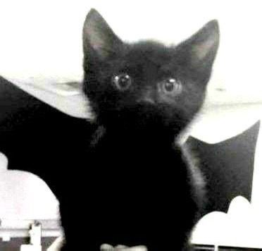 bats