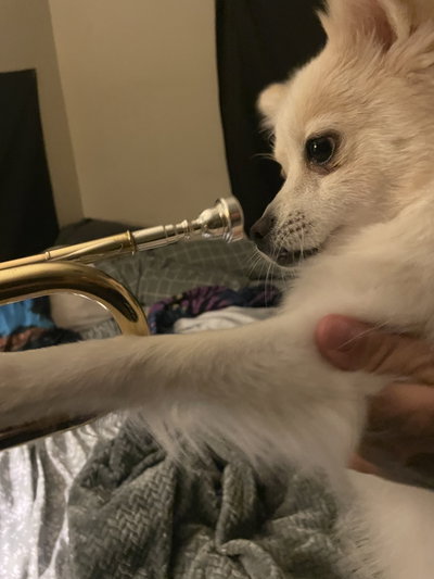 Olamarpikmin