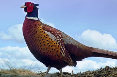 Pheasant
