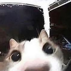 Dum