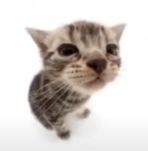KittyBobo