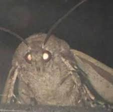 Mothman_VA