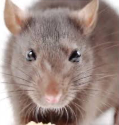 THEDAMNRATMAN