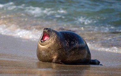 sealtism