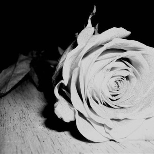 The Shadow Roses || A Delinquent Dating Simulator -- VA's, Artists, and Musical Composers Needed!