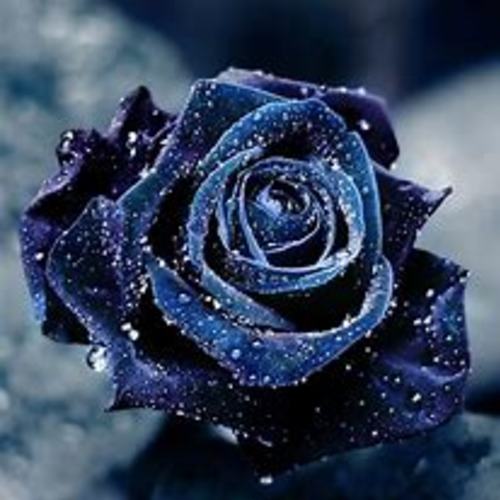 Yora The Dragon Master