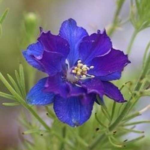 Larkspur Studio