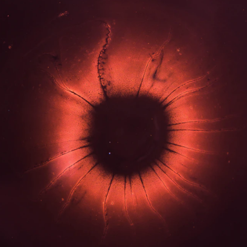 The Man, Storyteller (30+ years old)