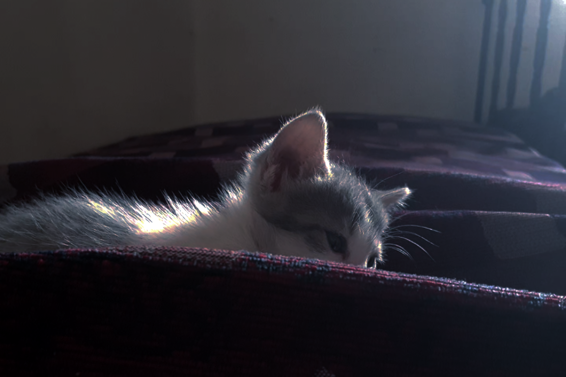 Sleepy Kitty