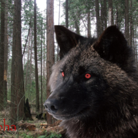 Alpha