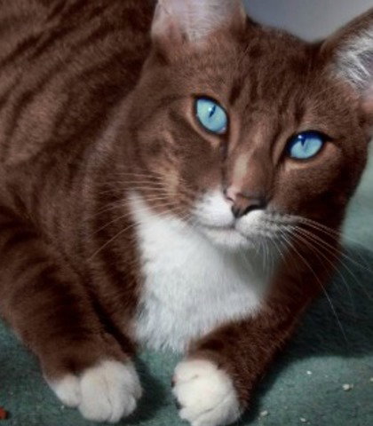 Cherrywhisker