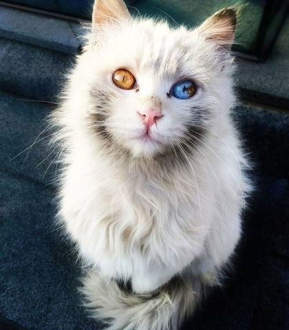 Echoeyes
