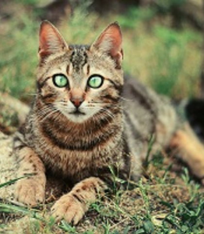Forestpaw