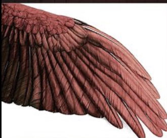 The Pretty Bird 
