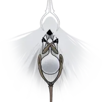 Grandmother Silk