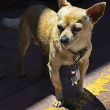 Midsize Sedan — "The CHIHUAHUA"    Major Supporting Role