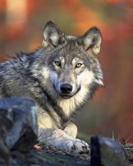 Lobo — "The Wolf-Spirit"
