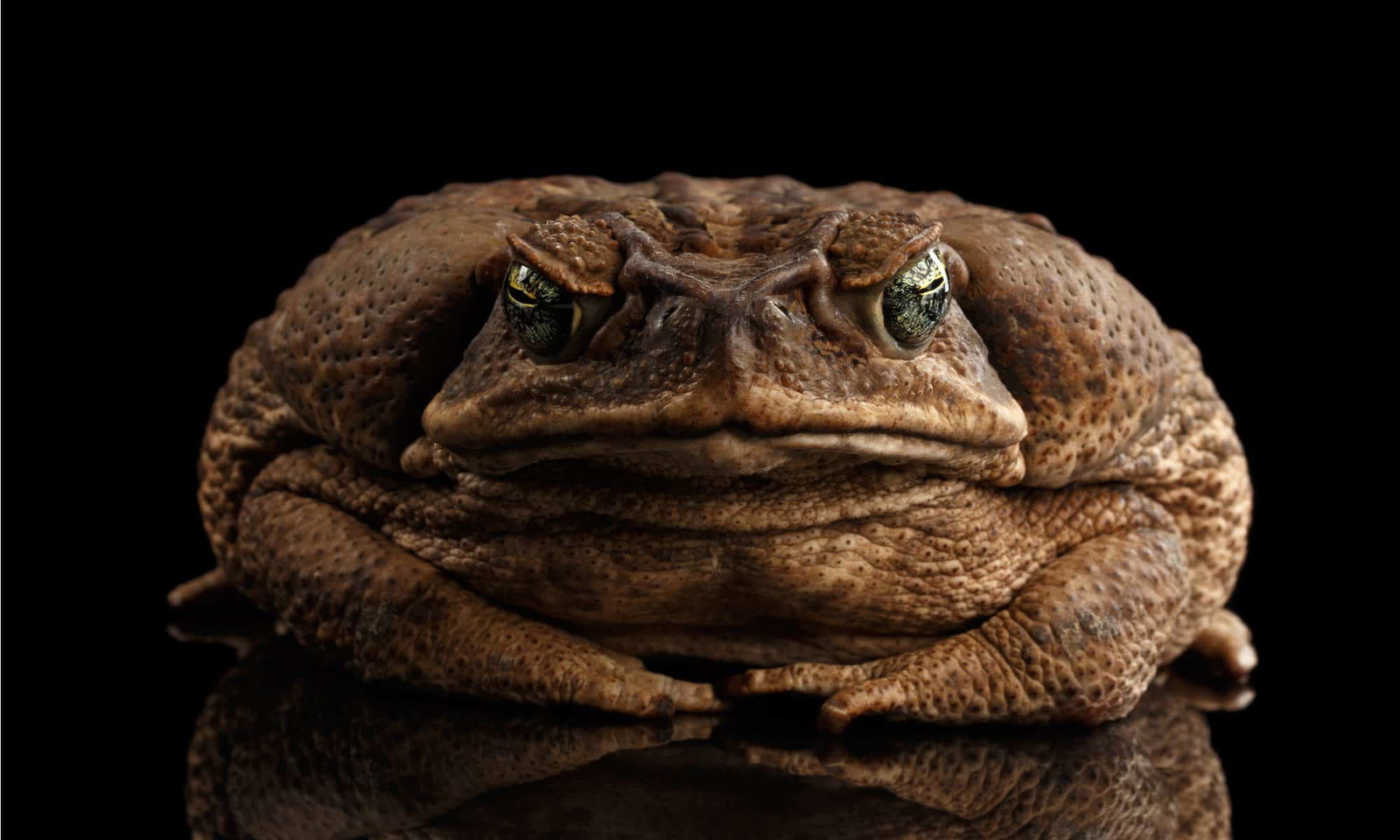 Gamakichi — "The Toad"