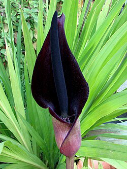 Agent Arum 39 — "The Poisonous"