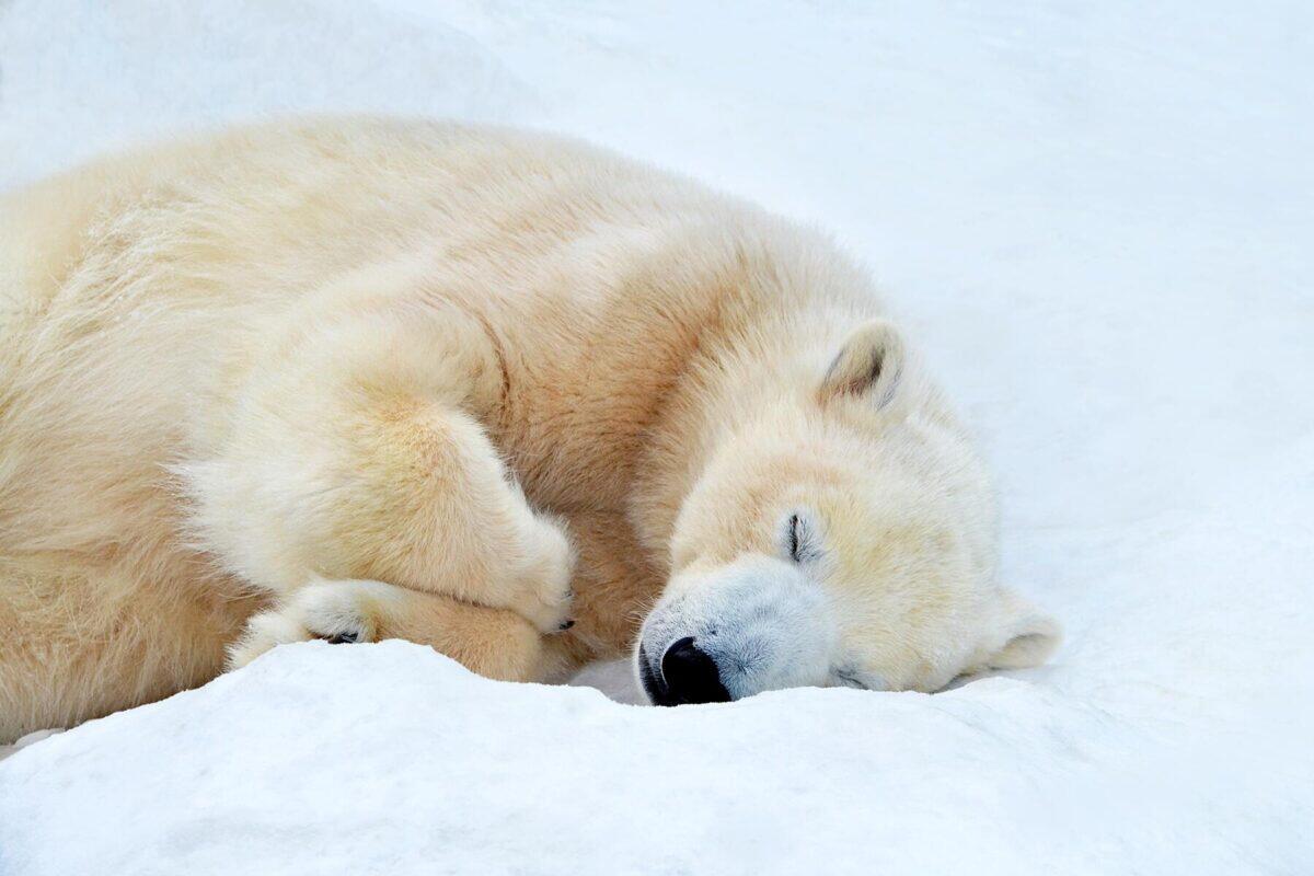 Polar Bear