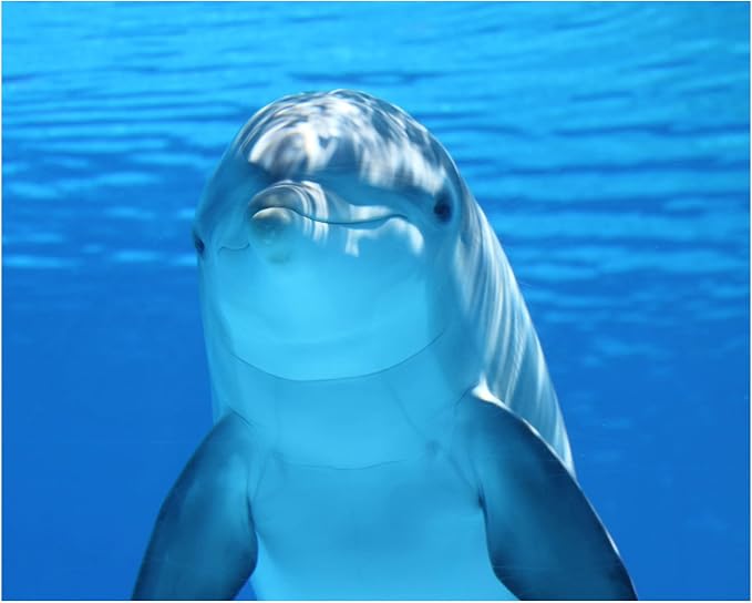 Dolphin
