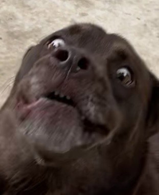 Chocolate (the dog)